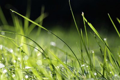 grass